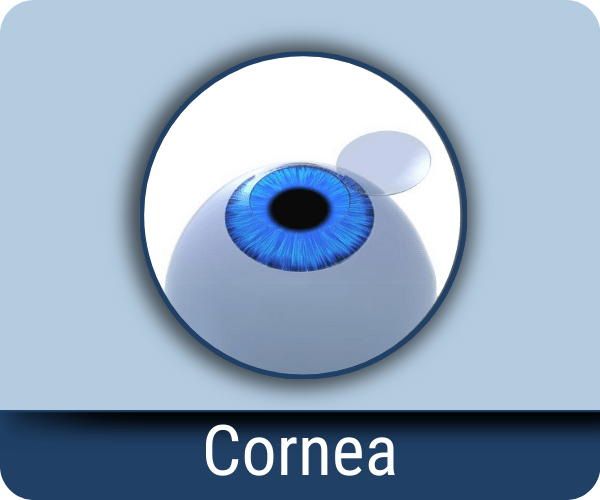 Cornea